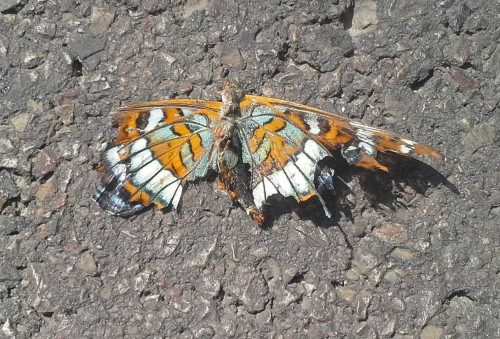 Martwy Limenitis populi na jezdni w Woli Uchruskiej, 6 VI 2017