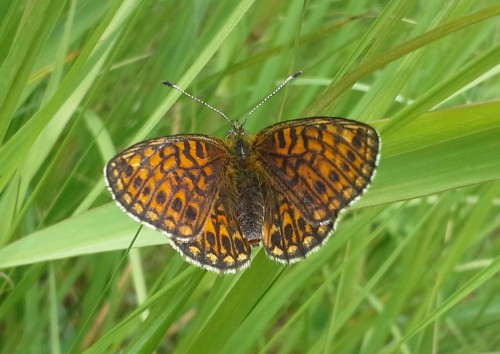 Boloria eunomia , Kosyń 2 VI 2017