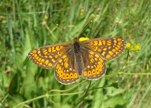 Euphydryas aurinia, Włodawa, 3 VI 2017