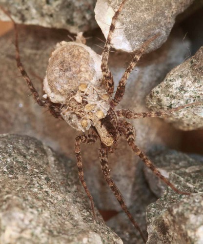 Pardosa amentata2.jpg