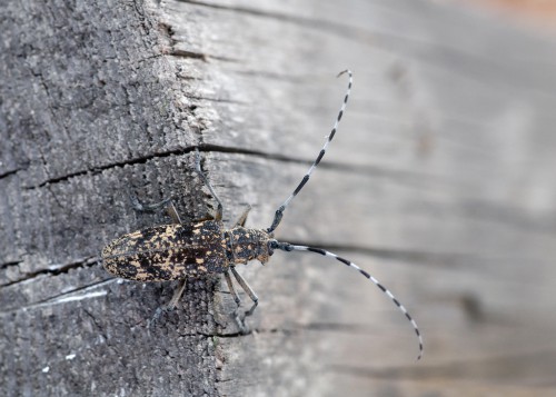 Monochamus saltuarius (Gebler, 1829)