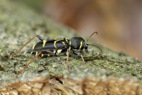 Xylotrechus antilope (Schönherr, 1817)