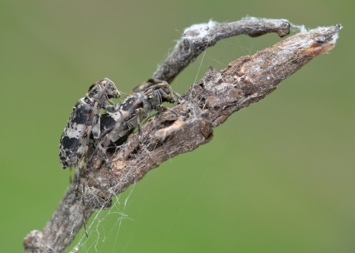 Leiopus sp.