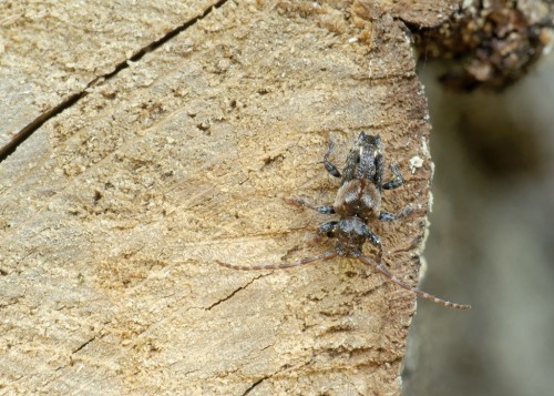 Pogonocherus hispidus (Linnaeus, 1758)