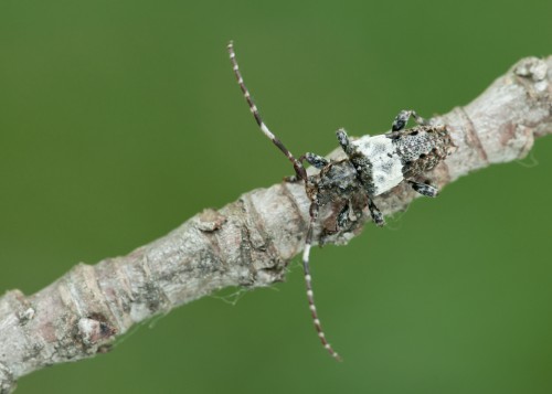 Pogonocherus hispidulus (Piller &amp; Mitterpacher, 1783)