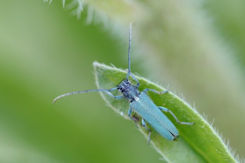 Phytoecia coerulescens (Scopoli, 1763)