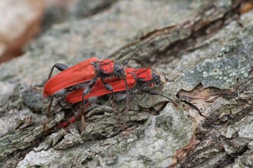 Pyrrhidium sanguineum (Linnaeus, 1758)