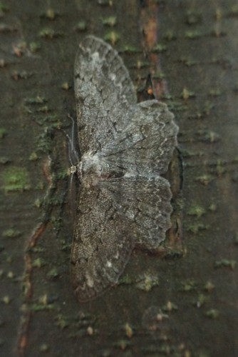 10.06.17 Tarnowskie Góry (Hypomecis punctinalis?)