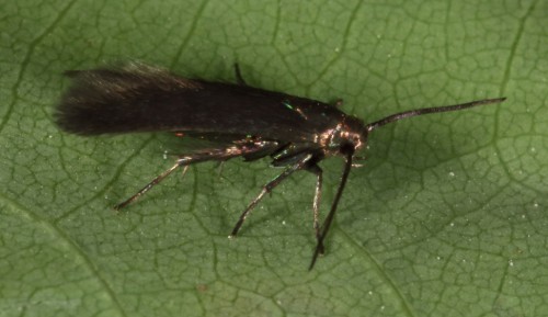 Augasma aeratella imago 2.jpg