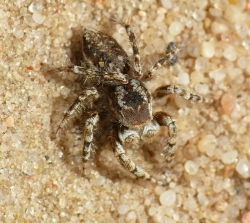 Yllenus arenarius