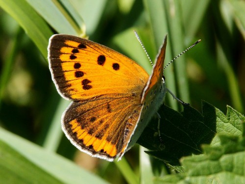 Lycaena dispar