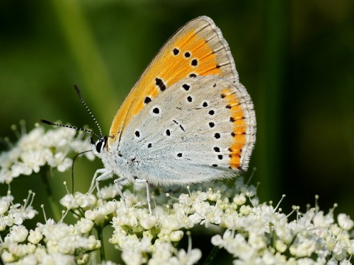 Lycaena dispar