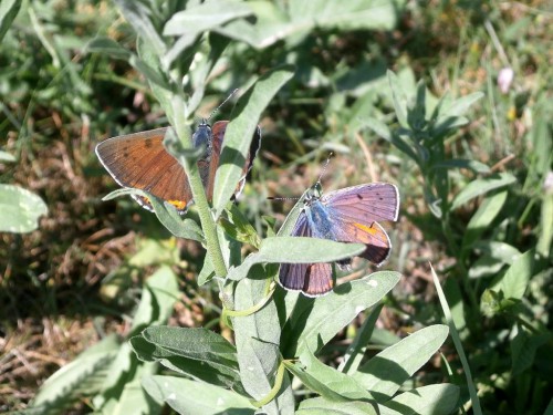 Lycaena alciphron_01.JPG