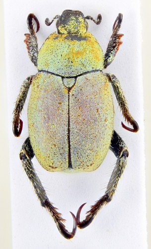 Hoplia (hoplia) herminiana Apfelbeck, 1912.jpg