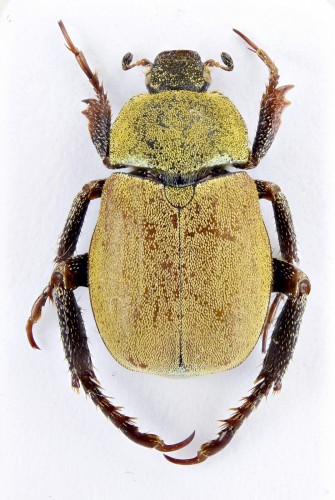 Hoplia (Hoplia) argentea (Poda von Neuhaus, 1761).jpg