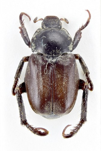 Hoplia nigrina Reitter, 1885.jpg