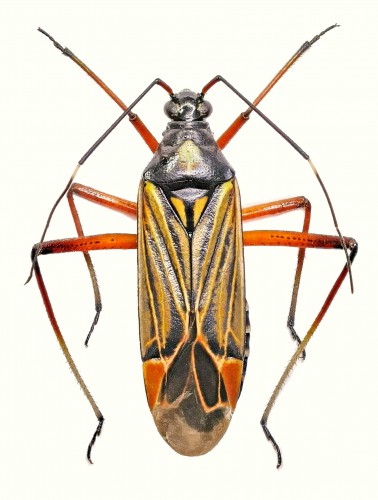 Miris striatus.jpg