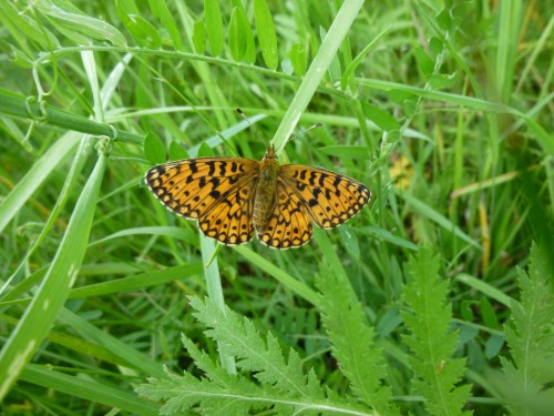 3) Boloria selene  07.06.2017 Mrozów