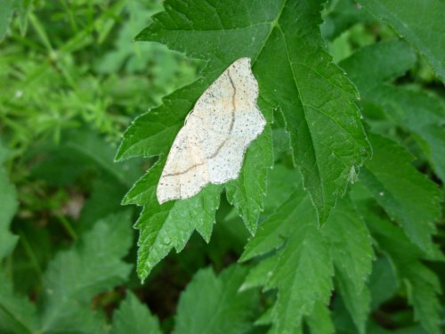 4) Cyclophora punctaria 07.06.2017 Mrozów