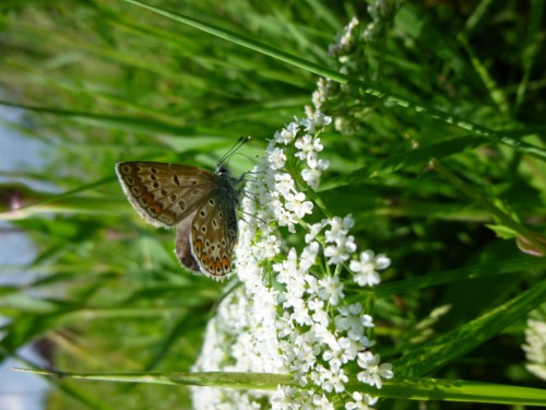 7) Polyommatus icarus 10.06.2017 Wojnowice