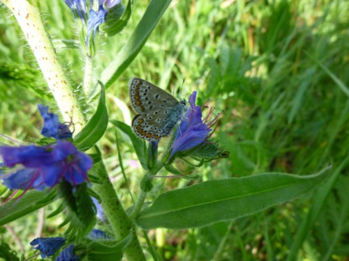 8) Polyommatus icarus 10.06.2017 Wojnowice