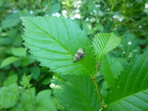 30) Celypha lacunana 12.06.2017 Wysokie