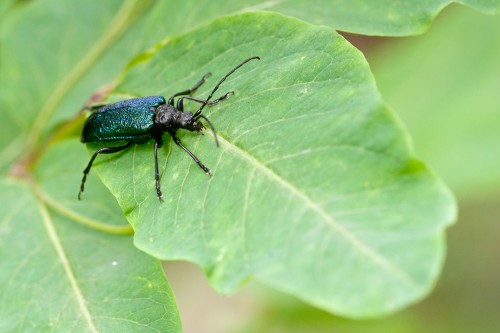 Pseudogaurotina excellens