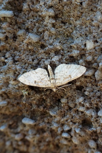 Adsprach 15.06.17 (Eupithecia tantillaria ?)