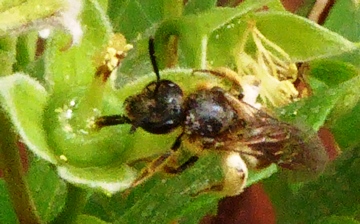 pszczoła 1.JPG
