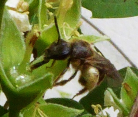 pszczoła 2.JPG
