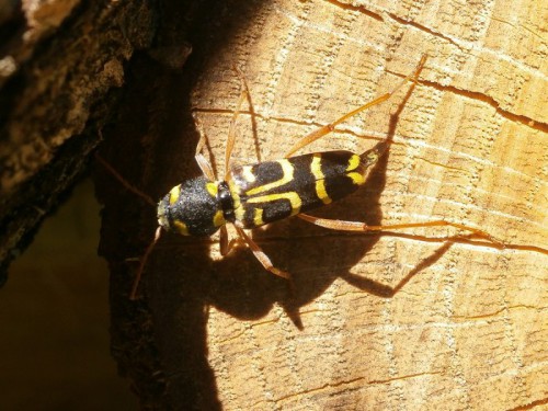 Xylotrechus arvicola składający jajeczka