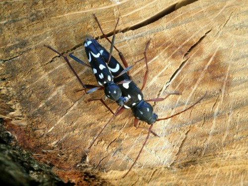 Isotomus speciosus in copula