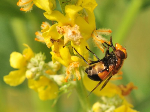 Volucella inflata