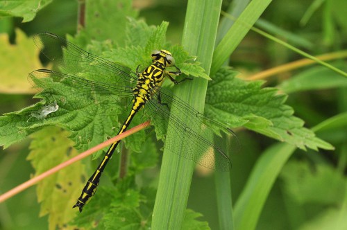 Gomphus flavipes