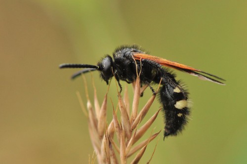 Scolia sexmaculata