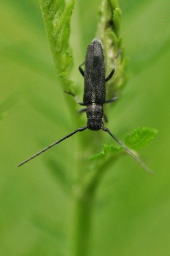 Phytoecia nigricornis