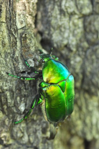 Protaetia speciocissima