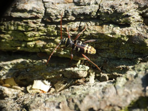 Plagionotus detritus