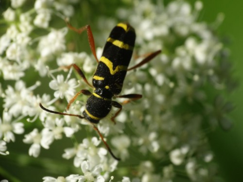 Clytus arietis