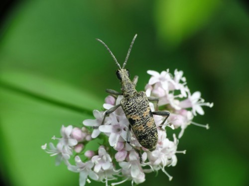 Rhagium mordax