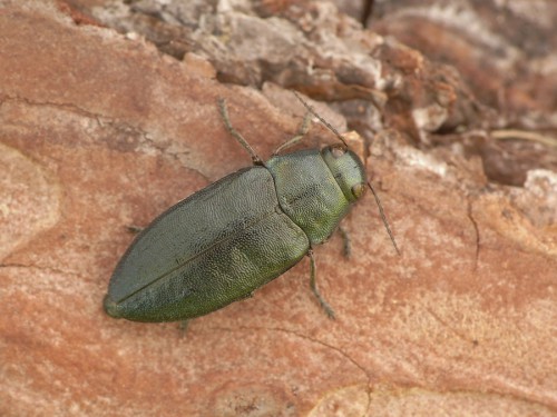 Phaenops cyanea.JPG