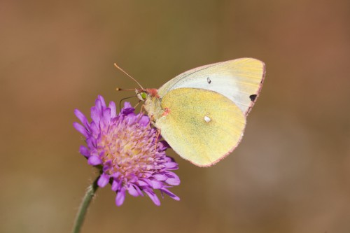 Colias palaeno.jpg