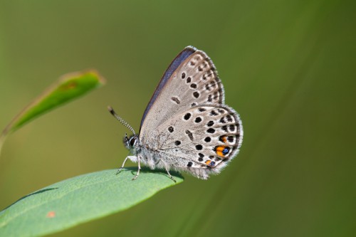 Plebejus optilete.jpg