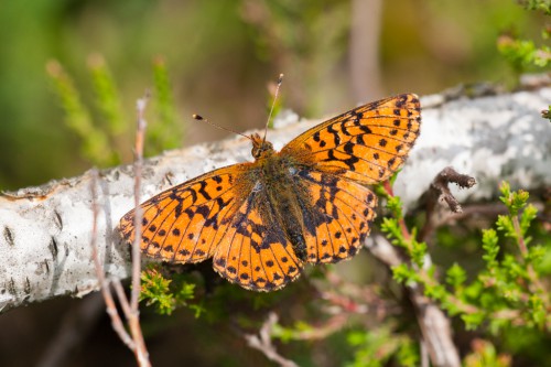 Boloria aquilonaris.jpg