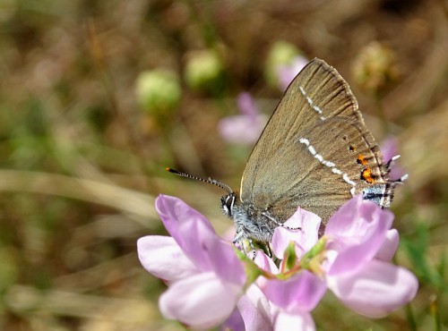 tarninowiec800.jpg