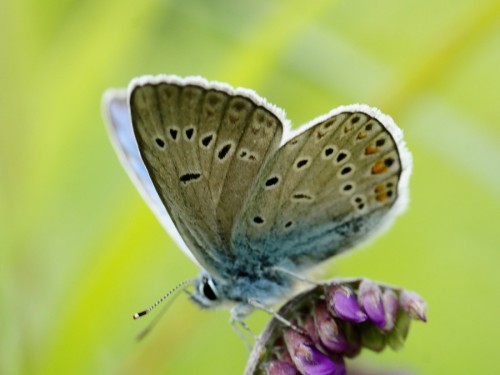 2 Polyommatus amanda