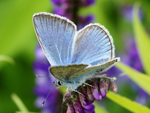 2 Polyommatus amanda