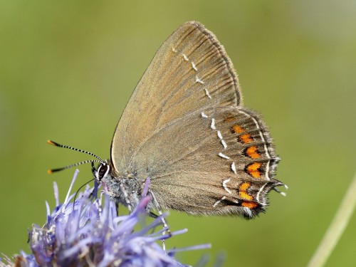 3 Satyrium ilicis