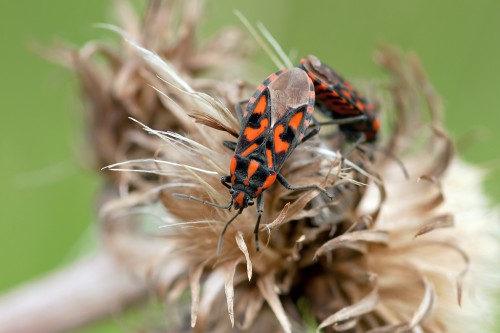 05 Spilostethus saxatilis (Scopoli, 1763).jpg