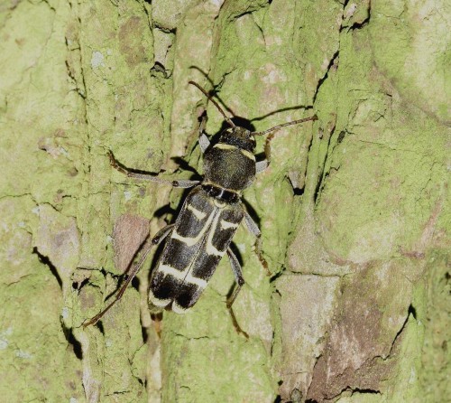 Xylotrechus ibex - Lucień 08.07.2017.JPG